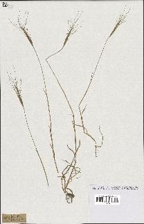 spécimen de Aegilops triuncialis