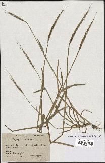spécimen de Aegilops ventricosa