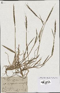 spécimen de Aegilops ventricosa