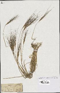 spécimen de Aegilops triuncialis