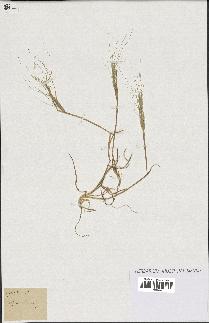 spécimen de Aegilops triuncialis