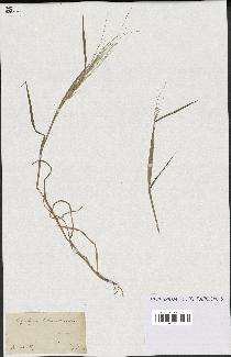 spécimen de Aegilops triuncialis