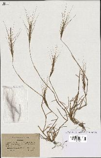 spécimen de Aegilops triuncialis