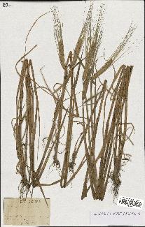 spécimen de Triticum monococcum