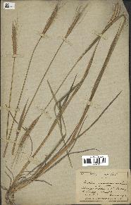 spécimen de Triticum monococcum