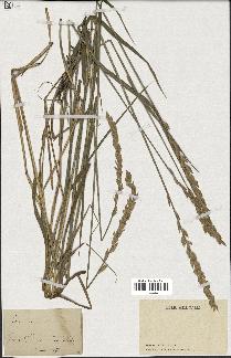 spécimen de Triticum repens