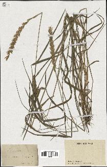 spécimen de Triticum repens