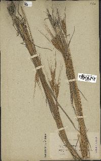 spécimen de Triticum monococcum