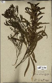 spécimen de Acacia heterophylla