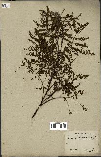 spécimen de Acacia heterophylla