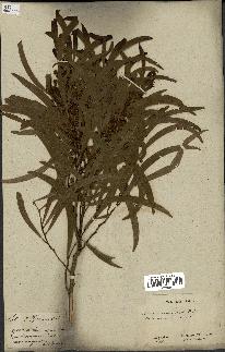 spécimen de Acacia heterophylla