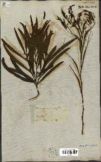 spécimen de Acacia heterophylla