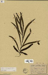 spécimen de Acacia heterophylla