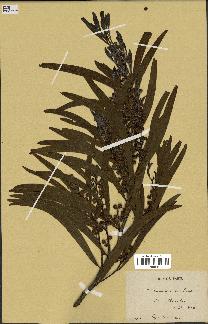 spécimen de Acacia heterophylla