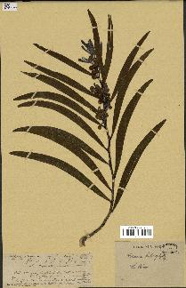 spécimen de Acacia heterophylla