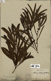 spécimen de Acacia heterophylla