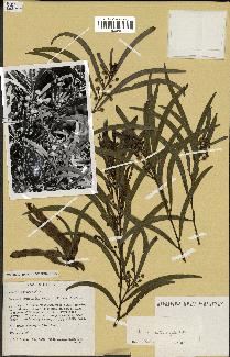 spécimen de Acacia heterophylla