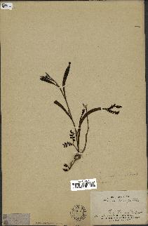 spécimen de Acacia heterophylla