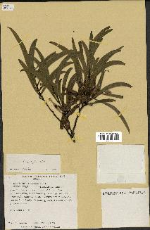 spécimen de Acacia heterophylla