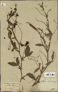spécimen de Lathyrus tingitanus