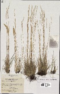 spécimen de Festuca saximontana