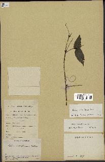 spécimen de Rubus rosifolius