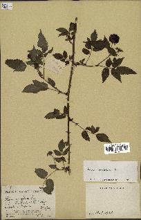 spécimen de Rubus rosifolius