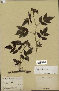 spécimen de Rubus rosifolius