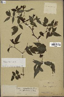 spécimen de Rubus rosifolius