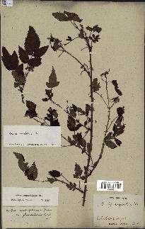 spécimen de Rubus rosifolius