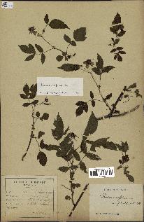 spécimen de Rubus rosifolius