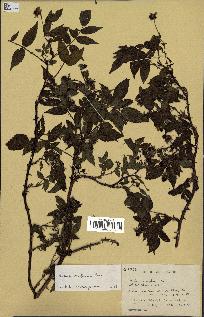 spécimen de Rubus rosifolius