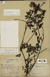 spécimen de Rubus rosifolius