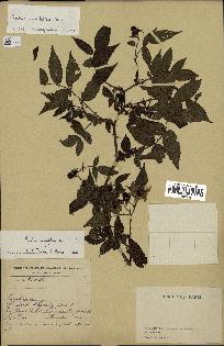 spécimen de Rubus rosifolius