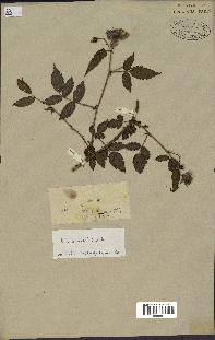 spécimen de Rubus rosifolius