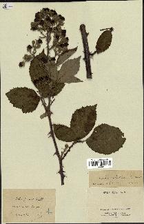 spécimen de Rubus robustus