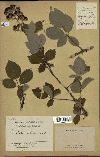 spécimen de Rubus robustus