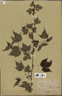 spécimen de Rubus modestus