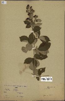 spécimen de Rubus sp.