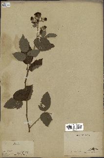 spécimen de Rubus sp.