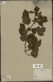 spécimen de Rubus sp.