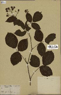 spécimen de Rubus sp.