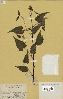 spécimen de Rubus sp.