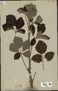 spécimen de Rubus sp.