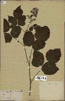spécimen de Rubus sp.