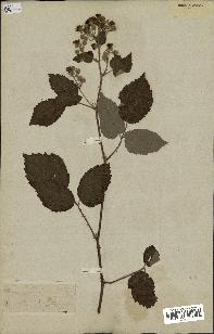 spécimen de Rubus sp.