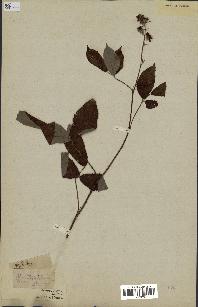 spécimen de Rubus sp.