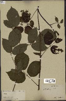 spécimen de Rubus sp.