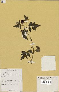 spécimen de Rubus sp.