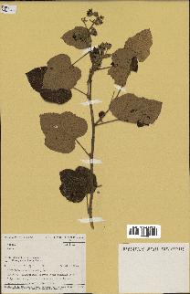 spécimen de Rubus sp.